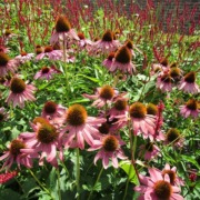 Echinacea / Sonnehut in der vollen Blüte. Mehrere Pflanzen in einem Beet zu sehen.