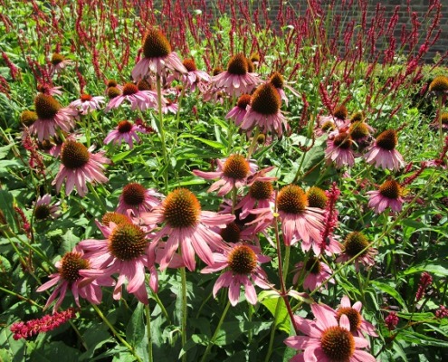 Echinacea / Sonnehut in der vollen Blüte. Mehrere Pflanzen in einem Beet zu sehen.