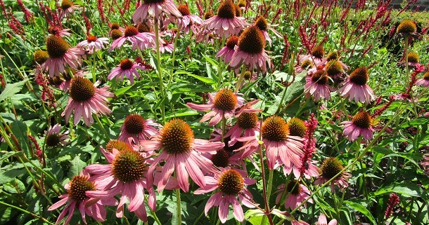 Echinacea / Sonnehut in der vollen Blüte. Mehrere Pflanzen in einem Beet zu sehen.