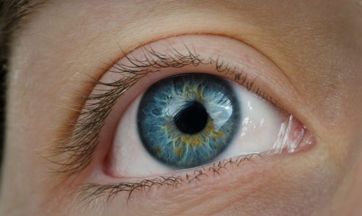 Auge