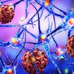 Das Immunsystem und mögliche Autoimmunkrankheiten