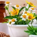 Heilpflanzen und Tinkturen