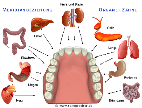 Zahn-Organ-Beziehungen