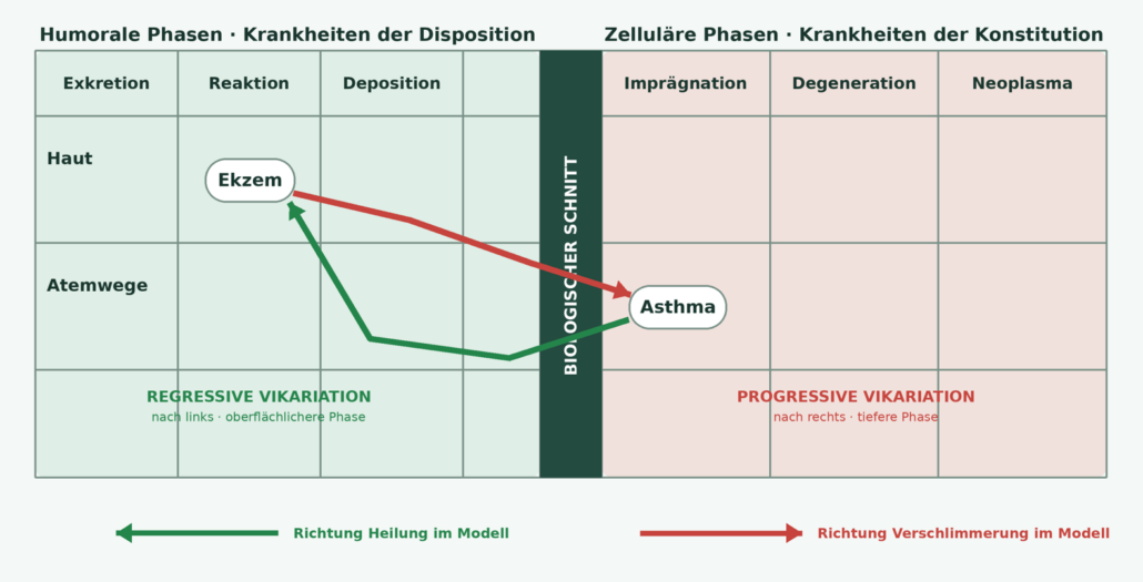 alt="Progressive und regressive Vikariation nach Reckeweg am Beispiel von Ekzem und Asthma mit biologischem Schnitt