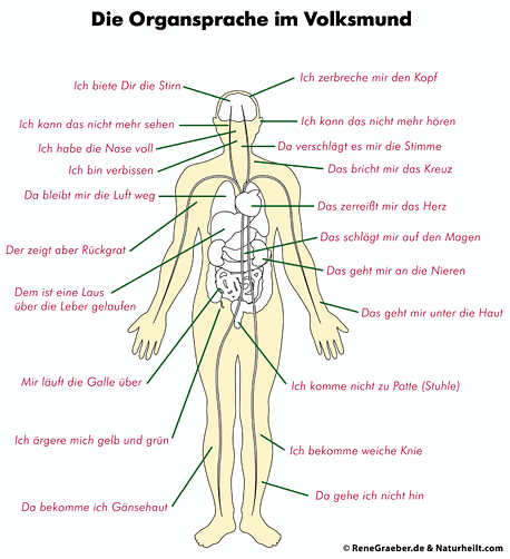 Organsprache des Körpers - Sprichwörter und wie sich diese auf den Körper auswirken