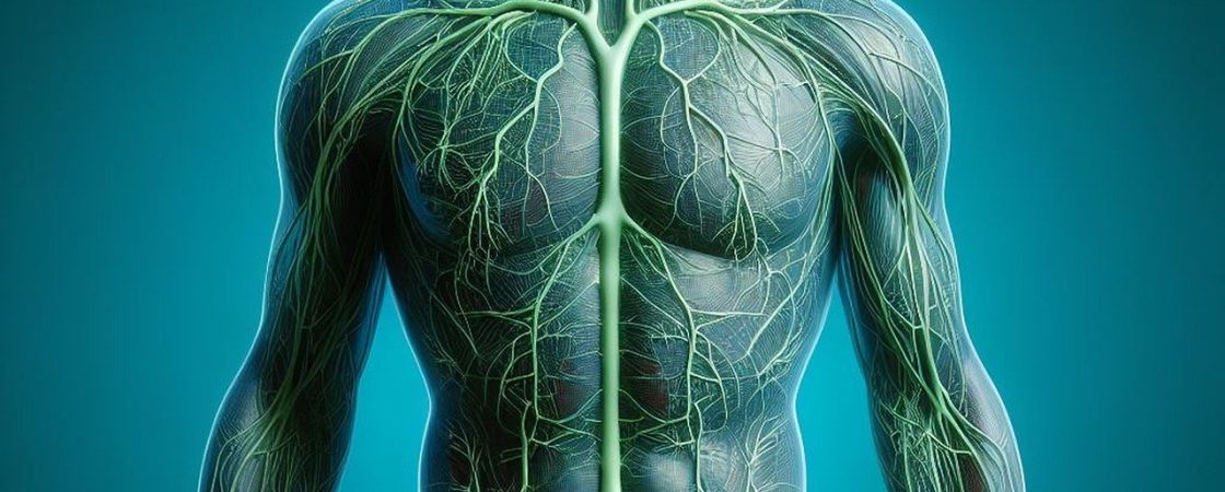 Futuristische anatomische Darstellung eines menschlichen Körpers mit leuchtendem grünen Lymphsystem. Die Lymphbahnen sind detailliert hervorgehoben, verlaufen durch den gesamten Körper und heben die Verzweigungen und Knotenpunkte hervor. Der Hintergrund ist blau und verstärkt den Kontrasteffekt der leuchtenden Strukturen.