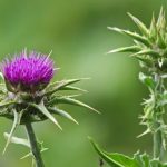 Mariendistel Pflanze