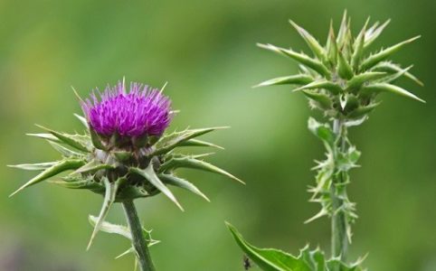 Mariendistel Pflanze