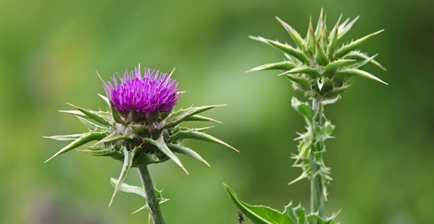 Mariendistel Pflanze