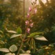 Desmodium adscendens (Manayupa) mit purpurfarbenen Blüten im warmen Abendlicht, in tropischer Umgebung aufgenommen – symbolisch für natürliche Leberregeneration und Pflanzenkraft.